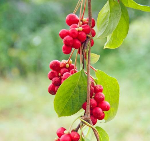 Schisandra: wild red berries 